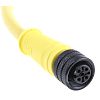 Brad from Molex Straight Male 4 way M12 to Unterminated Sensor Actuator Cable, 2m